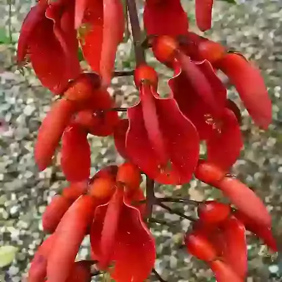 Erythrina crista-galli Coral Tree 